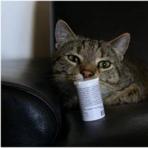 Дегельминтизация кошек в домашних условиях Можно ли глистогонить кошку
