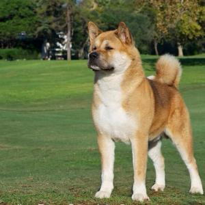 Характеристика породы собак американская акита Чем отличается японская акита американской