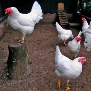 Все о курах: сколько живет курица в домашних условиях Средняя продолжительность жизни курицы