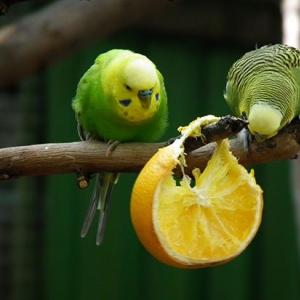 Какие фрукты можно попугаям?
