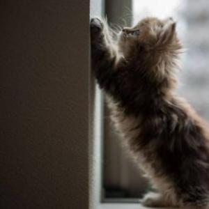 Как отучить кошку драть мебель и обои: что делать, как защитить, не рвать, чем отделать стены, чтобы кот не драл