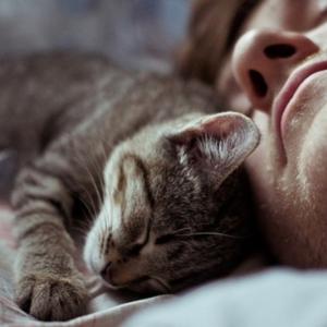 Котик — тёпленький животик: почему кошки спят на нас Что означает когда кошка спит на человеке