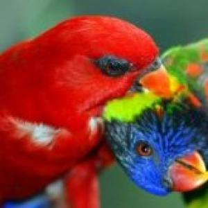 Попугай лори красный. Лори попугай. Образ жизни и среда обитания попугая лори. Где обитают попугаи Лори
