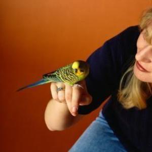 FAQ: как научить попугая разговаривать Как научить попугая самку разговаривать