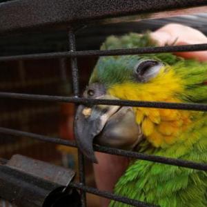 Все самое важное и интересное об амазонских попугаях