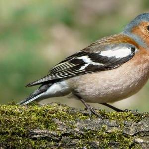 Птица зяблик: фото и описание, образ жизни, среда обитания