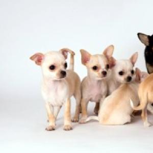 Карликовые породы собак: названия, фото, цены
