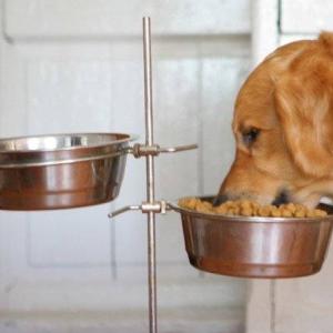 Как приготовить домашнюю еду для собаки Рыбный клопс «Пес и кот»