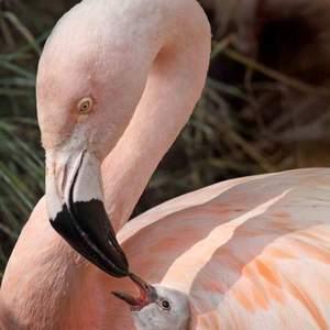 Обыкновенный фламинго. Розовый фламинго: фото. Разновидности, среда обитания и образ жизни