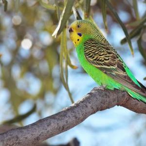 FAQ: как научить попугая разговаривать Можно ли самку попугая научить говорить