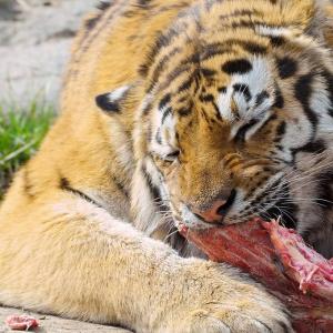 Тигр: фото, картинки, характеристика, описание животного, питание, охота Чем питается и где живет тигр
